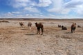 Bactrian camels or two-humped camels in the Gobi Desert in the area of Tsagaan Suvraga, Mongolia Royalty Free Stock Photo